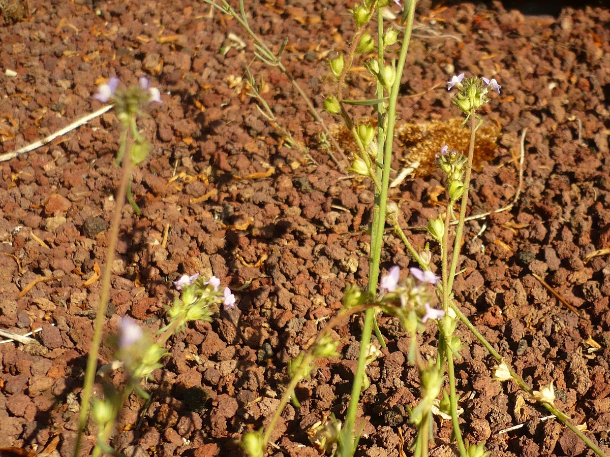 Linaria arvensis (Plantaginaceae)